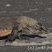 dragon_komodo_hsb_rinca_h_2061_kom4423.jpg